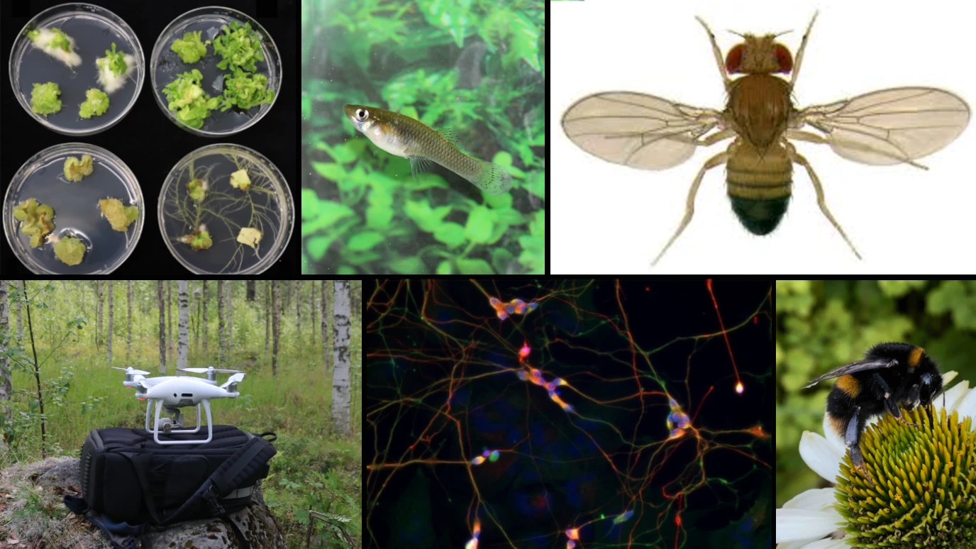 Research Collage